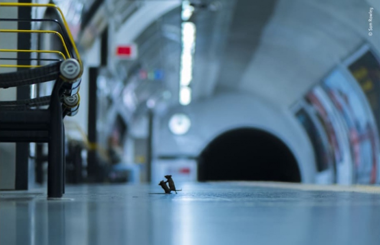 ލަންޑަނުގެ ބިމުއަޑީގެ ޕްލެޓްފޯމެއްފައި ދެ މީދާ "މާރާމާރީއެއްގައި"