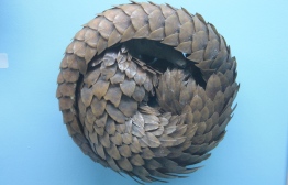 A pangolin in its defensive posture, exhibited at the Horniman Museum, London, United Kingdom. PHOTO: STEPHEN C DICKSON
