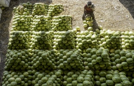 A labourer arranges watermelons before the auction at Gaddiannaram wholesale fruit market in Hyderabad on February 19, 2020. (Photo by NOAH SEELAM / AFP)
