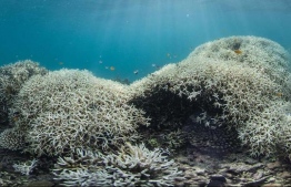 A reef sporting bleached corals.