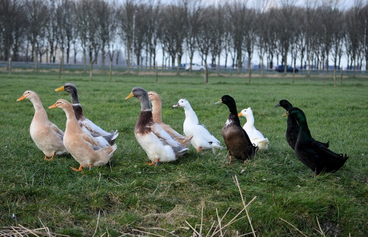 ޗައިނާ އިން ޕާކިސްތާނަށް 100،000 އަސްދޫނީގެ ލަޝްކަރެއް