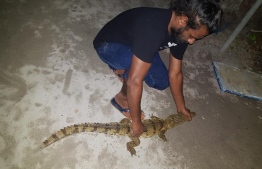 The juvenile crocodile found on the island of Rasdhoo, Alif Alif Atoll. PHOTO: MIHAARU FILES