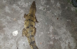 The juvenile crocodile was discovered at roughly 1900hrs on the island. PHOTO: MIHAARU FILES
