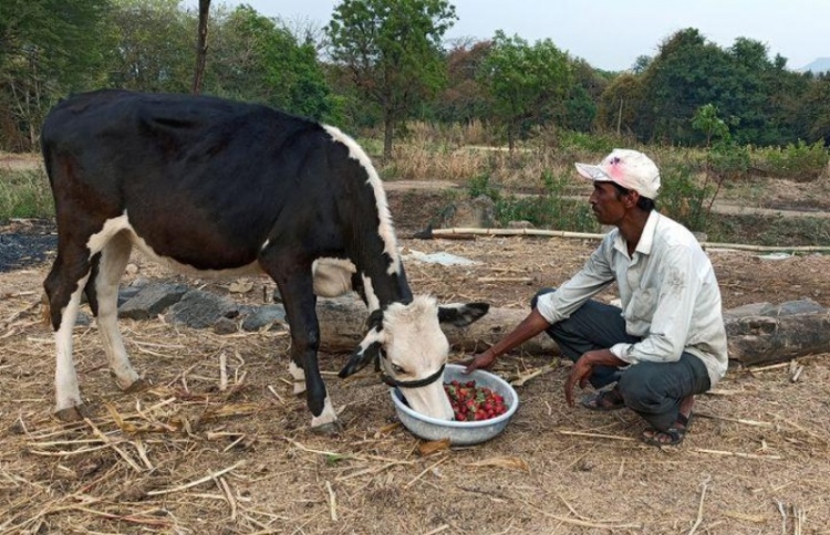 ލޮކްޑައުންއާ ހެދި ސްޓްރޯބެރީތައް ލިބުނީ ޖަނަވާރުތަކަށް
