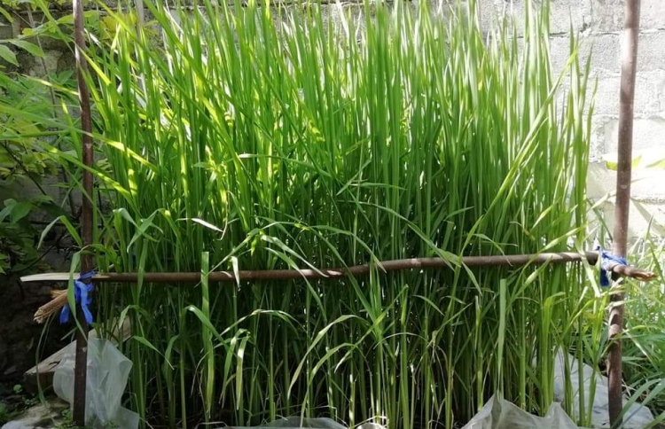 ވައިކަރަދޫގައި ހަނޑޫ ހައްދައި މަސައްކަތް ފުޅާކުރަނީ