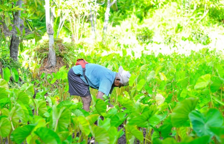 ހައްދަންވީ ހަނޑުލެއް ނޫން، ފަލަމަޑީގެ ބާވަތްތައް