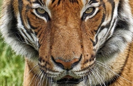 A Malayan tiger named Nadia tested positive for COVID-19 at the Bronx Zoo in New York. PHOTO: FOCUS MALAYSIA