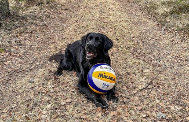 ކުއްތާއެއް ވޮލީކުޅޭ ވީޑިއޯއަކަށް ސަމާލުކަން