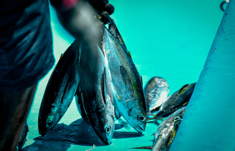 މަސްވެރިކަމާ ގުޅޭ ކޮމިޓީތަކަށް ބަޔަކު ކުރިމަތިނުލި