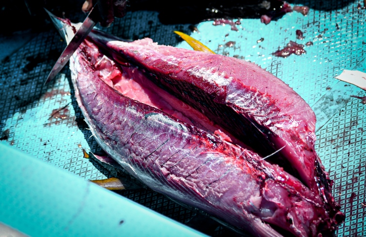 މަހުގެ ކުލަ ހިފަހައްޓަން ކެމިކަލް ބޭނުންކުރޭ!