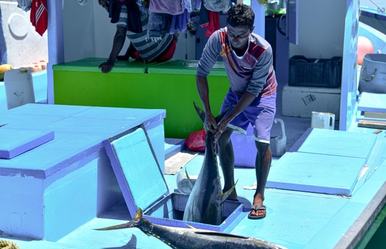 މަސްވެރިކަން ދަށްވެ ކަންނެލި ކިލޯއެއް 100ރ. އަށް