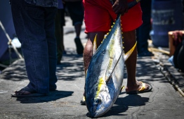 The fisheries ministry has set a minimum price for Yellowfin Tuna and Skipjack Tuna. PHOTO: AHMED AWSHAN ILYAS/ MIHAARU