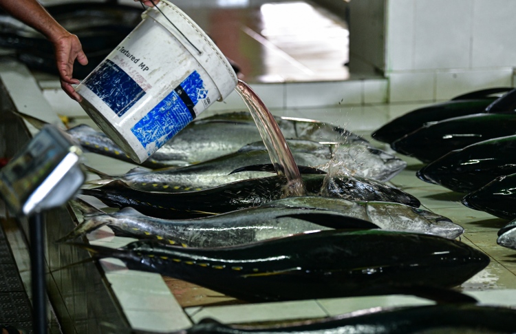 މަހުގެ އަގު މައްޗަށް ދާން ފަށައިފި