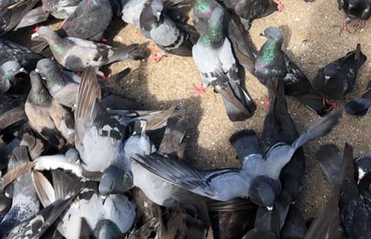 ކާންދޭނެ މީހަކު ނެތް، ކޮތަރުތައް މަރުވަނީ!