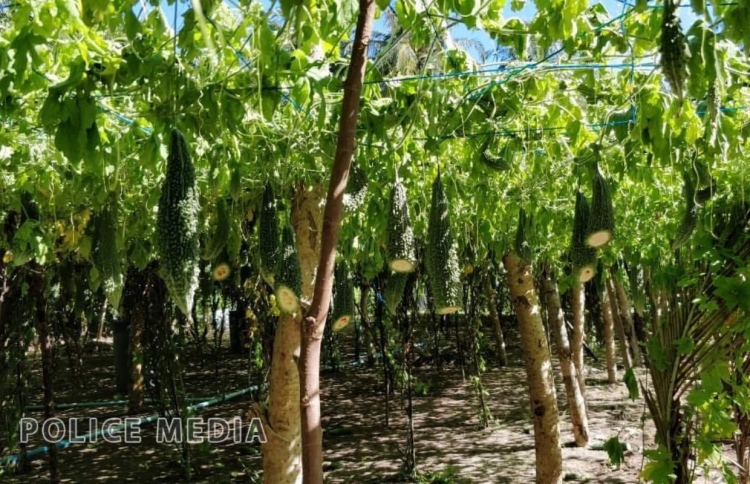 ގޮއިދޫގެ ދަނޑެއް ކޮށާލައިފި