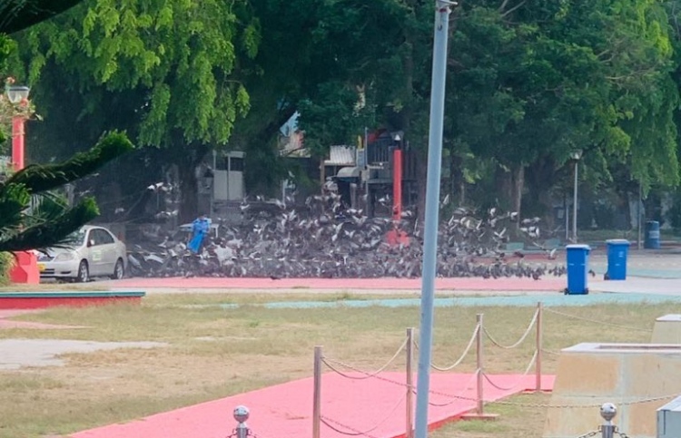 ފުލުހުން ކޮތަރުތަކަށް ކާންދޭން ފަށައިފި