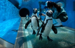 Cape penguins walks past a keeper taking their video images at an aquarium of Hakkeijima Sea Paradise, which is closed amid the COVID-19 coronavirus pandemic, in Yokohama on May 8, 2020 as part of a theme park's project to deliver the state of animals through official website and SNS. (Photo by Kazuhiro NOGI / AFP)