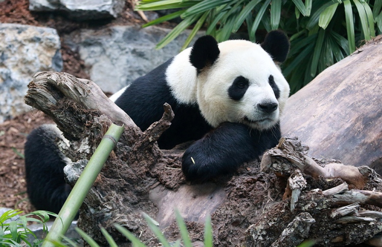 ޗައިނާގެ ޕެންޑާތަކަށް ކެނެޑާގައި ކާންދެވޭކަށް ނެތް