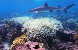 Rising sea temperatures make corals expel tiny algae which live inside them
