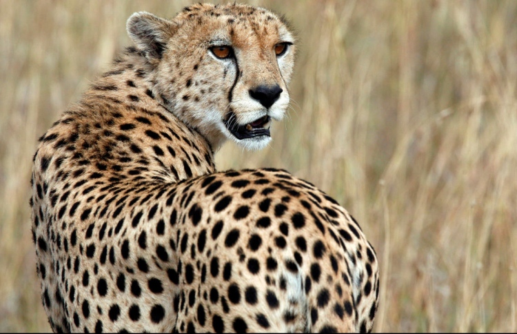Endangered Saharan cheetah filmed in Algeria - The Edition