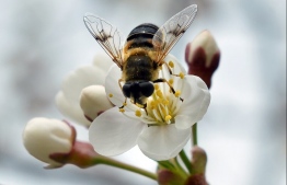 Scientists are hoping the increased attention on the importance of pollination to our natural habitat will cast a light on the often-overlooked role of the hoverfly. PHOTO: AFP