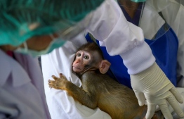 The testing phase on the macaque monkeys came after trials on mice were successful, researchers said. PHOTO: MLADEN ANTONOV / AFP