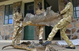 Game wardens display leopard skins, confiscated from bush hunters in surrounding rural communities who poach both for subsistence and traditional trophies, at their headquarters at the Boma National Park in eastern South Sudan, on February 4, 2020. - South Sudan holds enormous ecotourism potential, boasting Africa's largest savanna and wetland, the second-largest mammal migration on earth, and the lions, elephants and myriad other endangered and iconic species that have long lured visitors to the continent. (Photo by TONY KARUMBA / AFP)