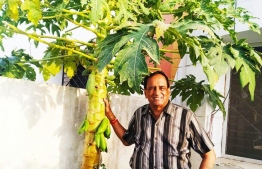 Dr Anil Kumar posing next to one of the Maldivian papaya trees in his garden in India. PHOTO: DR ANIL KUMAR