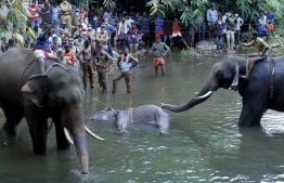 (FILES) In this file photo taken on May 27, 2020 policemen and onlookers stand near a dead pregnant wild elephant retrieved after it strayed into a village and ate an explosive-filled fruit, on the banks of the Velliyar River in Palakkad district of Kerala state. - Indian police have arrested a plantation worker and are hunting two others after a pregnant elephant died after eating fruit laced with explosives, officials said on June 6, in a case that shocked the country. (Photo by STR / AFP)