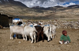 (FILES) In this file photo taken on August 29, 2019, a young Changpa nomad sits near pashmina goats in a nomadic camp, about 1 km from Korzok village in the Leh district of Ladakh. - The world is heading for a shortage of the highly prized and super-soft cashmere wool as pashmina goats that live on the "roof of the world" become caught up in the fractious border dispute between nuclear neighbours India and China. (Photo by Noemi CASSANELLI / AFP) / 