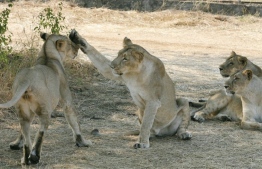 The population of rare Asiatic lions in India has jumped by nearly a third in the past five years to almost 700, an official survey. PHOTO/PHYS.ORG