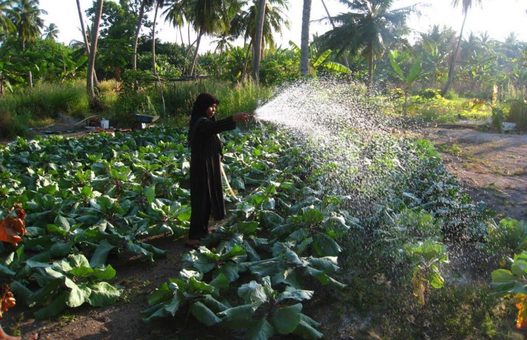 ކާށިދޫ ދަނޑުތަކުން ވަގުން ނުގެންދާކަށް އެއްޗެއް ނެތް