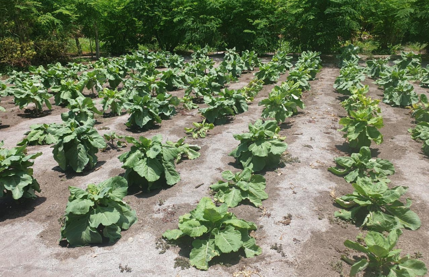 ކާށިދޫ ދަނޑެއްގައި ކޮޕީ ފަތް ހައްދާފައި