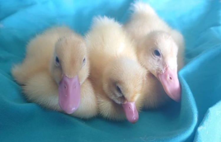 ކާން ބާޒާރުން ގަތް އަސްދޫނި ބިހުން ފިޔޮއް!