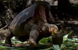 (FILES) In this file photo taken on February 27, 2019 Diego, a tortoise of the endangered Chelonoidis hoodensis subspecies from Espanola Island, is seen in a breeding centre at the Galapagos National Park on Santa Cruz Island in the Galapagos archipelago, located some 1,000 km off Ecuador's coast. - Diego, an over 100 years-old giant tortoise considered a super male by saving his species from extinction in the Ecuadorian Galapagos archipelago, was returned to his native island Espanola after breeding in captivity for several decades, Environment Minister Paulo Proano, reported Monday. (Photo by RODRIGO BUENDIA / AFP)