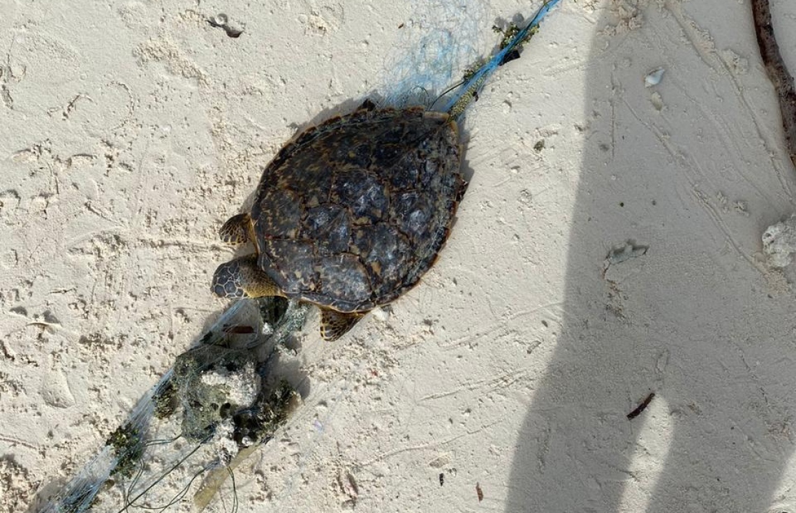 ދަލެއްގައި އޮޅި ވެލަޔާއި މިޔަރާއި މަޑިތައް މަރުވެފައި!