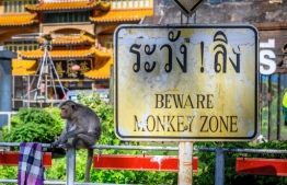 This picture taken on June 20, 2020 shows a longtail macaque sitting next to a sign reading "Beware monkey zone" in the town of Lopburi, some 155km north of Bangkok. - Residents barricaded indoors, rival gang fights and no-go zones for humans. Welcome to Lopburi, an ancient Thai city overrun by monkeys super-charged on junk food, whose population is growing out of control. (Photo by Mladen ANTONOV / AFP) / To go with Thailand-tourism-animal-health by Stephane DELFOUR and Pitcha DANGPRASITH