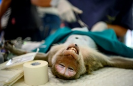 A veterinarian performs a sterilisation on a longtail macaque in the town of Lopburi, some 155km north of Bangkok, on June 21, 2020. - Lopburi's monkey population, which is the town's main tourist attraction, doubled to 6,000 in the last three years, forcing authorities to start a sterilisation campaign. (Photo by Mladen ANTONOV / AFP)