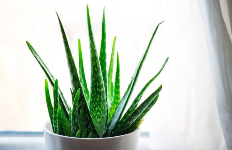 މޫނު ރީތިކޮށްލަން އެލޯ ވެރާ ކިއުބް