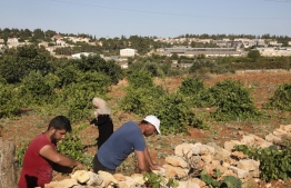Palestinian farmers work at their land in the village of Khirbet Zakariah, across Israel's Gusg Etzion settlements bloc (background), south of Bethlehem in the occupied West Bank on July 1, 2020. - The government of Israeli Prime Minister Benjamin Netanyahu has said it could begin the process to annex Jewish settlements in the West Bank as well as the strategic Jordan Valley from today. The plan -- endorsed by Washington -- would see the creation of a Palestinian state, but on reduced territory, and without Palestinians' core demand of a capital in east Jerusalem. (Photo by HAZEM BADER / AFP)