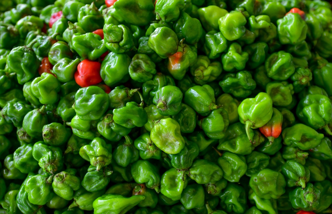 މާލެ: ޖުލައި 2، 2020: ލޯކަލް މާރުކޭޓުގައި ވިއްކަން ބަހައްޓާފައި ހުރި ދިވެހި ގިތެޔޮ މިރުސްތަކެއް: ވިޔަފާރި ދަށް ކަމަށާއި މުދާ ނުވިކި އުކާލަން ޖެހޭކަމަށް ވިޔަފާރިވެރިން ބުނޭ--. ފޮޓޯ: ނިޝާން އަލީ/މިހާރު