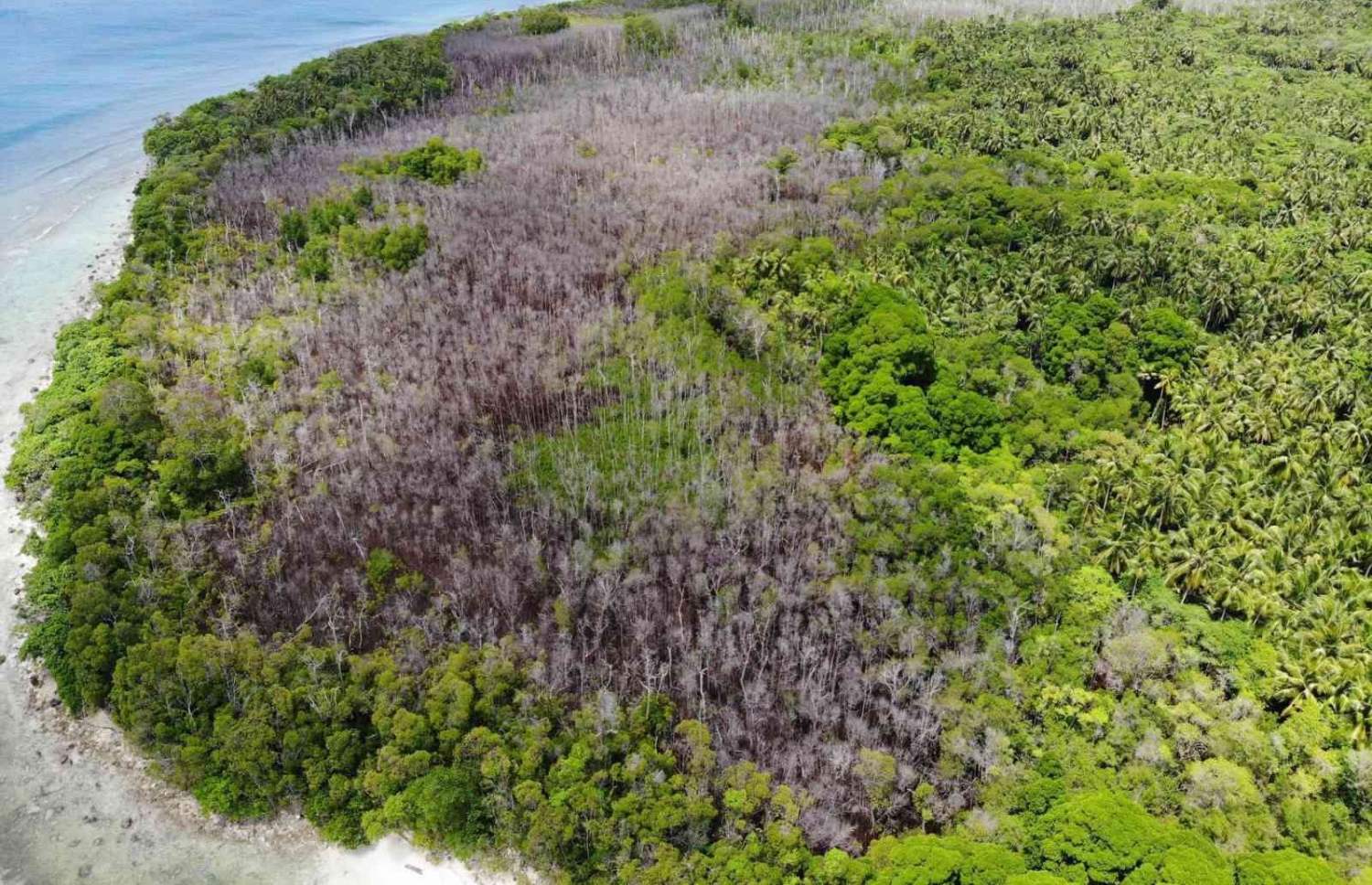 ނޭކުރެންދޫ ކަނޑޫފަލުގެ މަތިން ނަގާފައިވާ ފޮޓޯއެއް: ކުރިން ފެހިކަން ގަދަ އެ ފަލުން އެތައް ހާސް ކަނޑޫ ގަހެއް މިހާރު ވަނީ މަރުވެފައި-- ފޮޓޯ: ކައުންސިލް