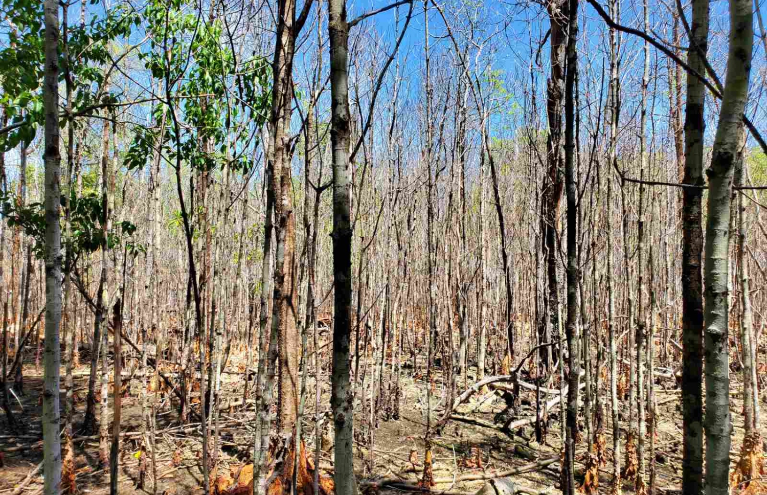 ނޭކުރެންދޫ ކުޅިން ކަނޑޫ ގަސްތަކެއް ހިކި، މަރުވެފައި: އެ ފަލުން 10،000 އެއްހާ ކަނޑޫ ގަސް ވަނީ މަރުވެފައި-- ފޮޓޯ: ނޭކުރެންދޫ ކައުންސިލް