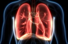 A digital graphic of the lungs. PHOTO: UNITED STATES' FOOD AND DRUG ADMINISTRATION