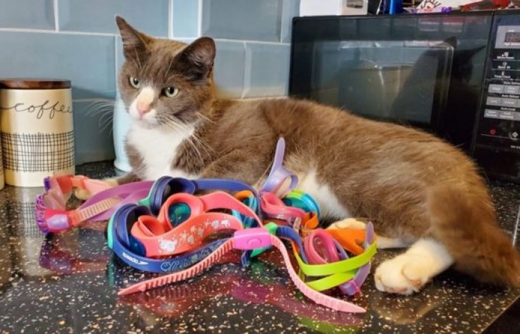 ގޮގްލްސް ހޮވައިގެން ގެނެސްދޭ ބުޅަޅެއް