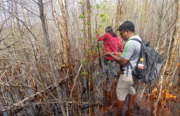 Experts and volunteers conduct a survey to determine the cause behind the death and decay of the mangroves in Neykkurendhoo, Haa Dhaalu Atoll. PHOTO: NEYKURENDHOO COUNCIL