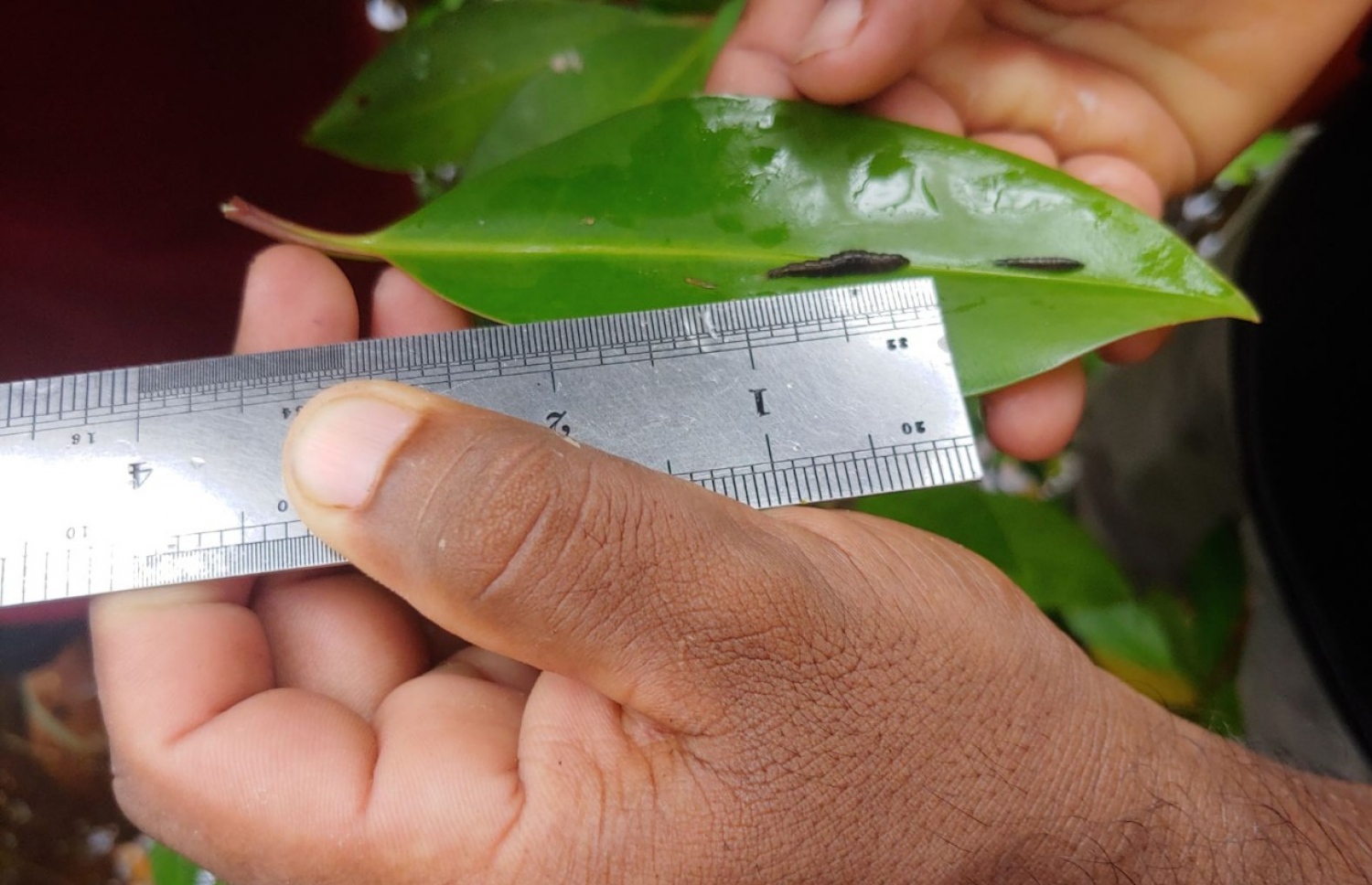 ނޭކުރެންދޫ ފަލުން ފެނުނު ފަނި: ދެ ރަށުގެ ކަނޑޫ ފަލަށް ދިމާވެފައިވާ މައްސަލަ ތަފާތު-- ފޮޓޯ: އީޕީއޭ