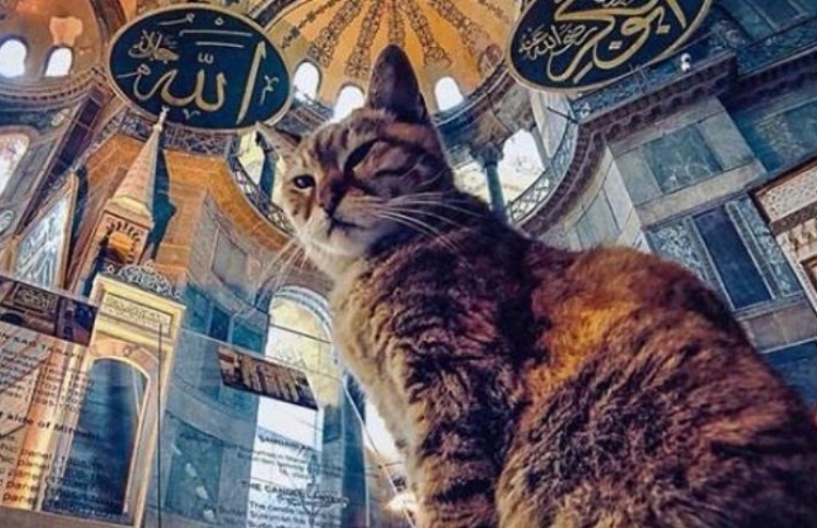 ތުރުކީގެ އަޔާ ސޫފިޔާގައި އުޅޭ މަޝްހޫރު ބުޅާ