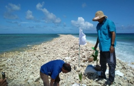 Members of Nalafehi Meedhoo plant palms and magoo in the new 'huraagandu' or islet formed near Ismehela Hera in Addu Atoll, in the wake of a spell of storm surges in mid-July 2020. PHOTO/NALAFEHI MEEDHOO