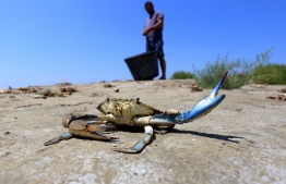 A blue crab is pictured at the Dead River (Lumi i Vdekur) bank near the Divjaka Lagoon on July 24, 2020. - The blue crab's colourful claws are pretty but dangerous: ripping up fishing nets and upsetting ecosystems off Albania's coast, the invasive species is a source of daily anguish for Balkan fishermen struggling to make ends meet. Native to the Atlantic, the crustacean started emerging in Albania's Adriatic waters over a decade ago, aided by warming sea temperatures. PHOTO: GENT SHKULLAKU / AFP